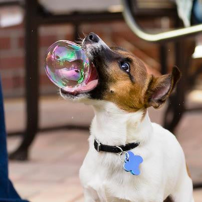 K9 store bacon bubbles